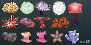 corals and flora