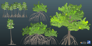 mangrove trees and saplings